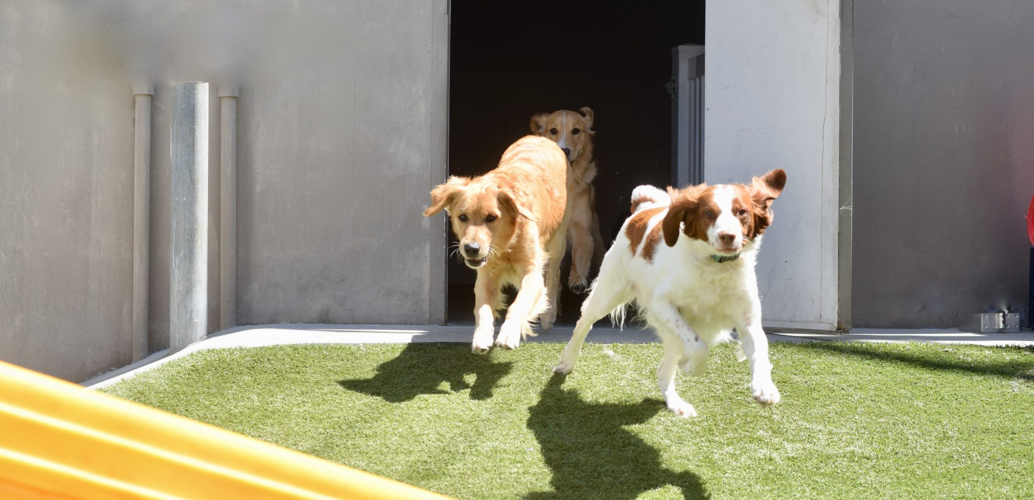 Cagefree Dog Daycare and Boarding The Hounds Club